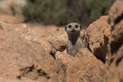 Erdmännchen (Suricata suricatta)