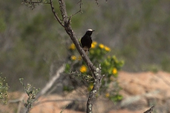 Bergsteinschmätzer (Oenanthe monticola)