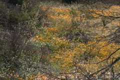 Skilpad Reserve im Namaqua National Park