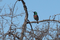 Halsband-Nektarvogel (Cinnyris chalybeus)