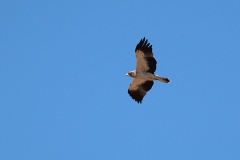 Zwergadler (Hieraaetus pennatus)