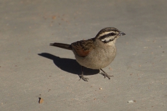 Kapammer (Emberiza capensis)
