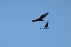 Kaffernadler (Aquila verreauxii) wird von Schildrabe (Corvus albus) verfolgt