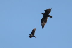 Kaffernadler (Aquila verreauxii) wird von Schildrabe (Corvus albus) verfolgt