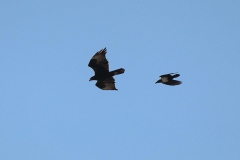 Kaffernadler (Aquila verreauxii) wird von Schildrabe (Corvus albus) verfolgt