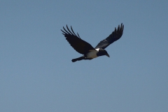 Schildrabe (Corvus albus)