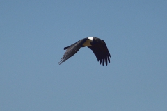 Schildrabe (Corvus albus)