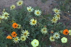 Kaplöwenzahn (Arctotheca calendula)