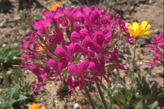 wahrscheinlich Pelargonium incrassatum