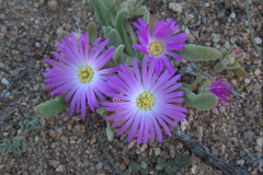 möglicherweise Dorotheanthus bellidiformis