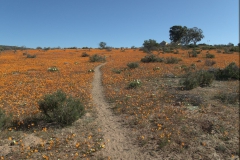 Skilpad Nature Reserve im Namaqua National Park