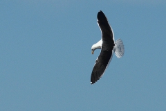 Kapmöwe (Larus dominicanus subsp. vetula)