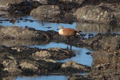 Graukopfkasarka (Tadorna cana)