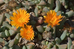 Kupferige Mittagsblume (Malephora crocea)