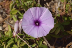 Ipomoea cairica