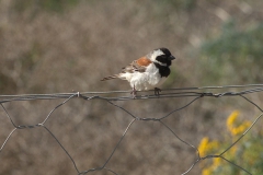 Kapsperling M (Passer melanurus)