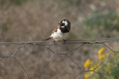 Kapsperling M (Passer melanurus)