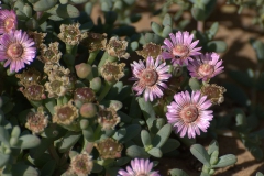 Ruschia bina