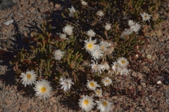 Unbekannte Blüten