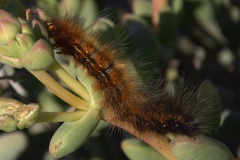 Unbekannte Raupe
