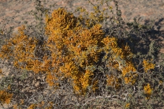 Xanthodactylon flammeum