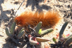 Unbekannte Raupe