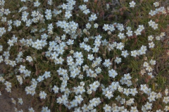 Unbekannte Blüten