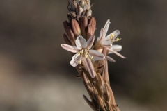 Unbekannte Blüten