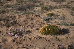 Farbtupfer am Strand von Hondeklipbaai
