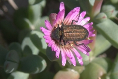 Unbekannter Käfer (Familie Melyridae)