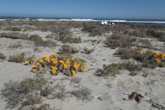 Am Strand in Hondeklipbaai