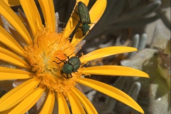 Unbekannter Käfer (Familie Melyridae)