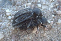 Somaticus indet. (von oben)