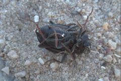 Somaticus indet. (von unten)