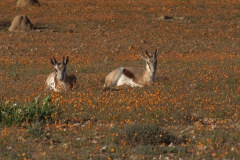 Springbock (Antidorcas marsupialis)