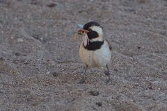 Kapsperling (Passer melanurus) M mit Futter