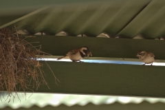 Kapsperling (Passer melanurus) Paar mit Futter am Nest