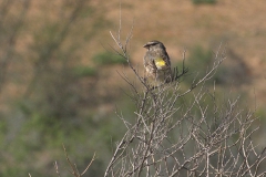 Weißkehlgirlitz (Crithagra albogularis)