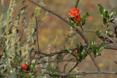 Granatapfel (Punica granatum)