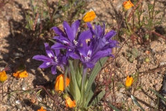Babiana ecklonii