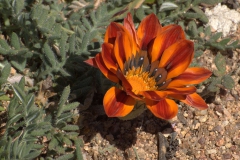 Gazania indet.