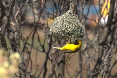 Maskenweber (Ploceus velatus)