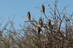 Weißrücken-Mausvogel (Colius colius)
