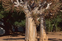Köcherbaum (Aloe dichotoma)