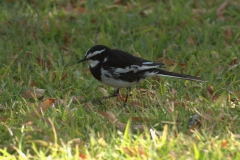 Witwenstelze (Motacilla aguimp)