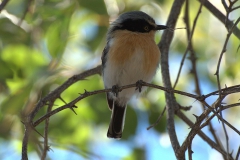 Priritschnäpper (Batis pririt)