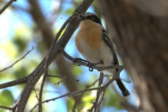 Priritschnäpper (Batis pririt)
