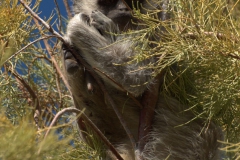 Südliche Grünmeerkatze (Chlorocebus pygerythrus)