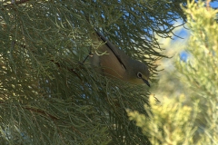 Orangebrillenvogel (Zosterops pallidus)