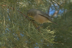 Orangebrillenvogel (Zosterops pallidus)